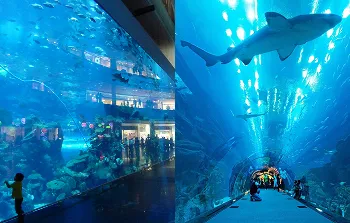 Dubai Aquarium & Underwater Zoo